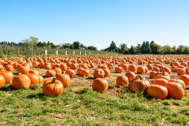 晴朗天空下的南瓜田图片下载