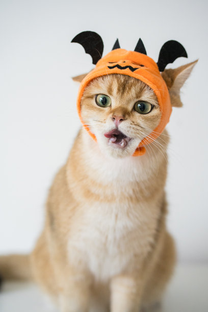 近距离的金色英国猫穿着南瓜万圣节的概念图片下载