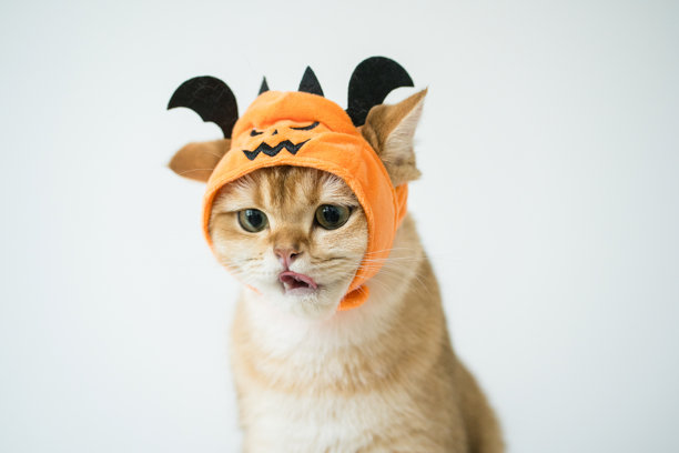 近距离的金色英国猫穿着南瓜万圣节的概念图片下载