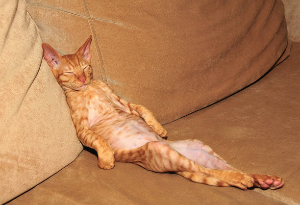 猫在沙发上睡觉的高角度照片图片下载