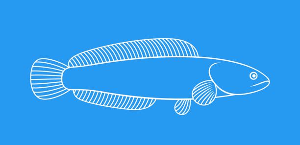 黑鱼大纲。孤立的白底蛇头图片下载