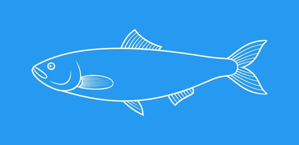 鲱鱼大纲。白色背景上孤立的鲱鱼图片下载