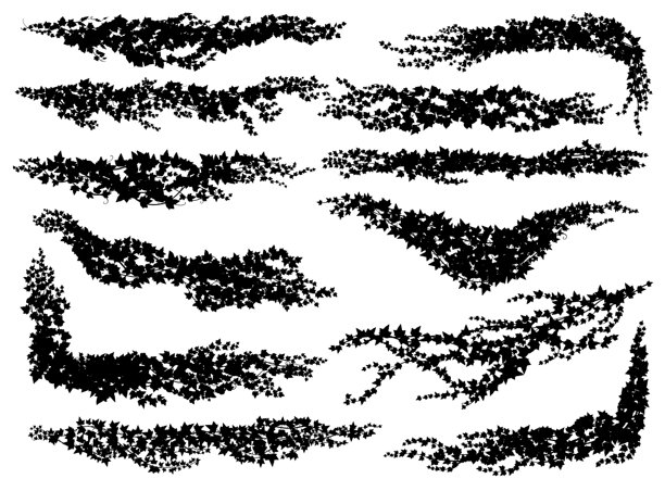 孤立的常春藤藤蔓剪影，攀缘藤蔓图片下载