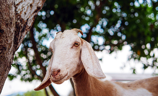可爱的小山羊和有趣的山羊农场近距离。肖像。头像照片图片下载