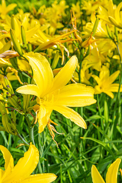 萱草-黄萱草，又称柠檬黄花菜、柠檬百合、黄黄花菜等名。芬兰科特卡的索波卡公园。图片下载