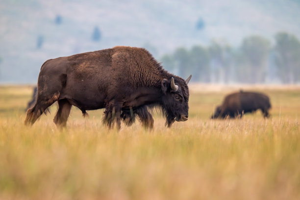 大草原上一头野牛的长焦人像照片图片下载