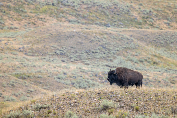 一只独自站在大草原上的野牛图片下载