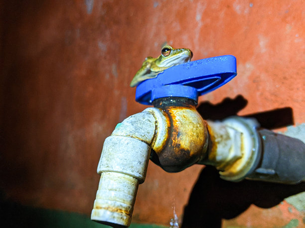 Polypedates青蛙图片下载