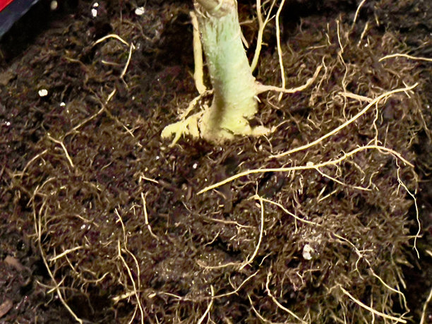 健康的植物根图片下载