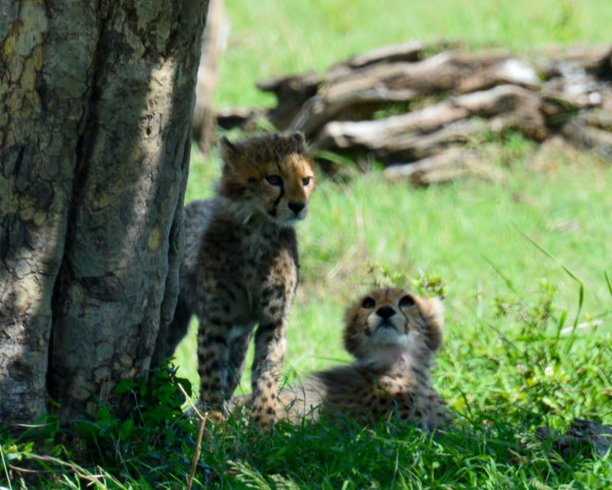 猎豹杯图片下载