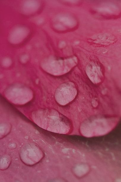 微距照片，雨滴落在一朵鲜艳的粉红色花朵上。对比，自然，花香，质感。垂直的。图片下载
