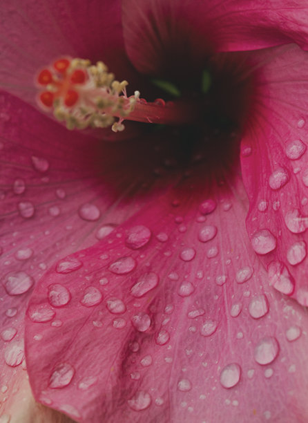 微距照片，雨滴落在一朵鲜艳的粉红色花朵上。对比，自然，花香，质感。垂直的。图片下载