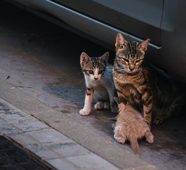 猫妈妈和她的两只小猫的照片，在街上，其中一只小猫正在吮吸妈妈的奶，同时专注地看着妈妈。图片下载