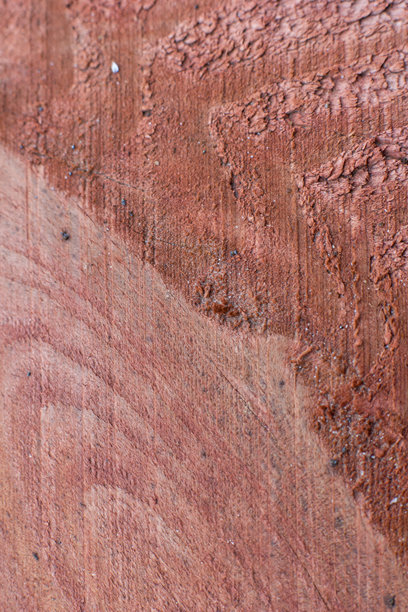 照片的背景是桃花心木图片下载