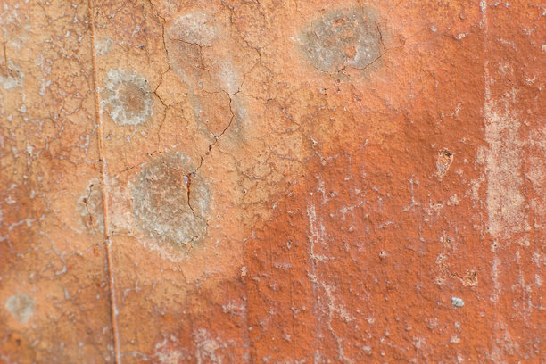 照片的背景是桃花心木图片下载