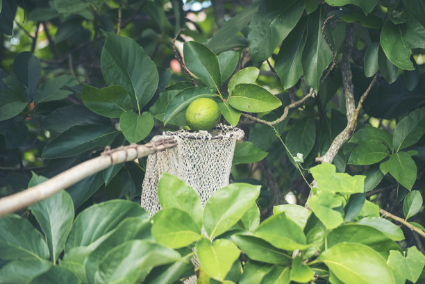 牛油果绿植健康果园。智能农民种植植物在生态绿色农场可持续质量控制。牛油果农场种植生态农田生物技术。水果有机农场图片下载
