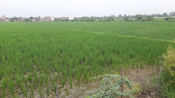 美丽的景色在一个绿色的稻田种植图片下载