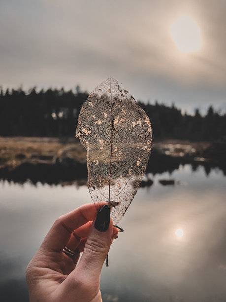 这张照片展示了一只手拿着一片精致的枯叶，背景是日落时宁静的水景。光线透过树叶错综复杂的纹理，创造出一个宁静、专注于自然的时刻图片下载