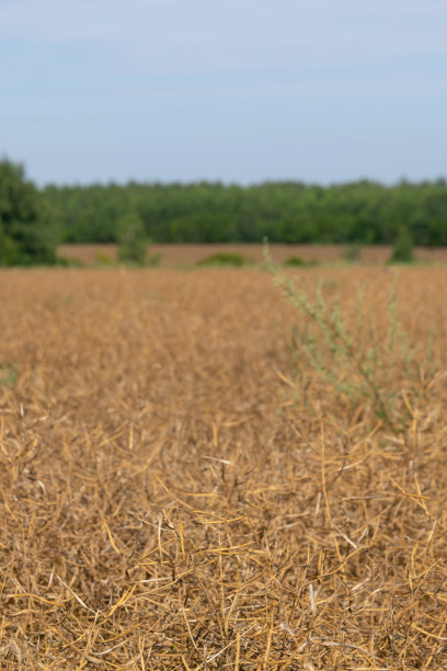 干农业油菜地图片下载