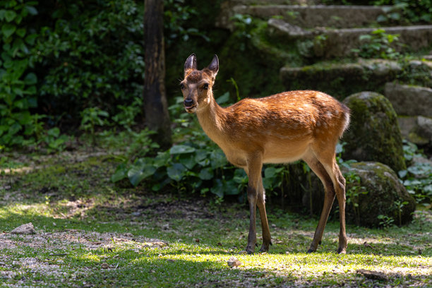 四处游荡的野鹿图片下载