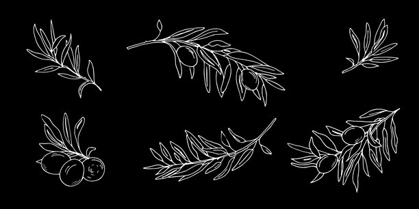 橄榄枝落地。黑色背景上孤立的白色轮廓。手绘矢量图形。可以用于菜单、标识和产品、食品标签的设计吗图片下载
