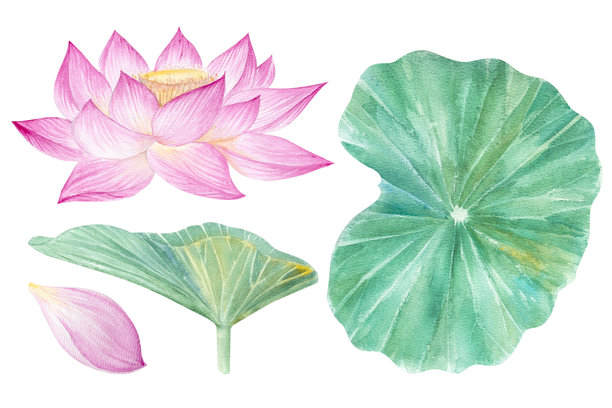 荷花、叶子、种子。手绘水彩插图粉红色的睡莲，绿色的叶子和种子。植物绘画。配以荷花作图案。图片下载