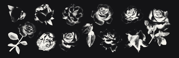 玫瑰影印点画负元素设置矢量插图图片下载