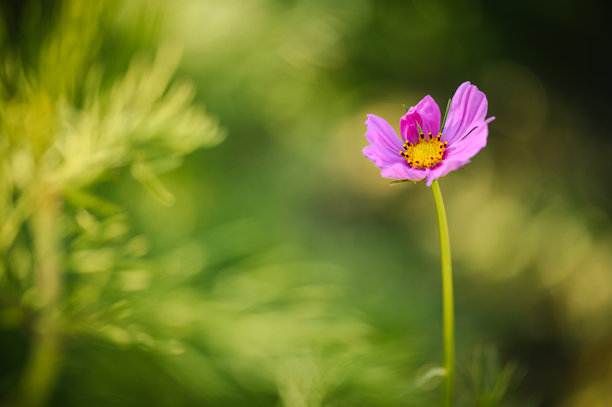 宇宙花特写照片。图片下载