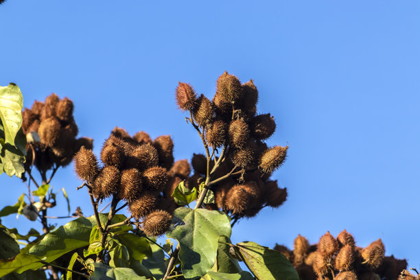 圆果(Bixa orellana)植物图片下载