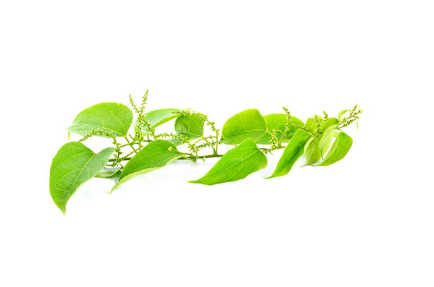 白色背景上的樱叶图片下载