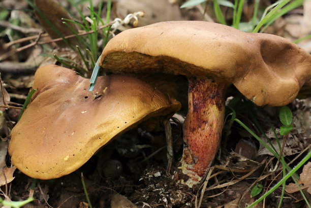 中型到大型海绵状蘑菇(Boletus pseudoalopus, Nisebeniiguchitake)。野生动物特写微距照片)图片下载
