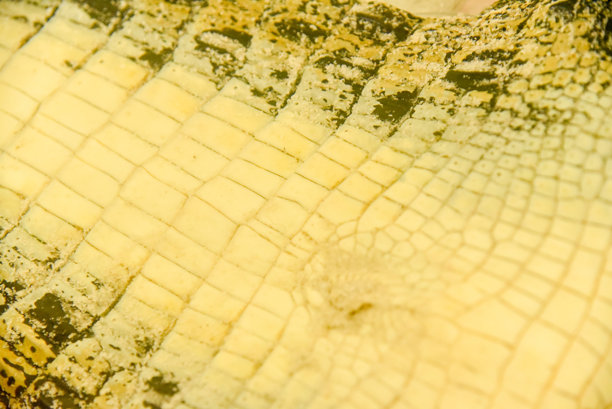 将鳄鱼皮盐化保存，使其可以长期用作服装、手袋、鞋类、家具、运动器材和工具。图片下载