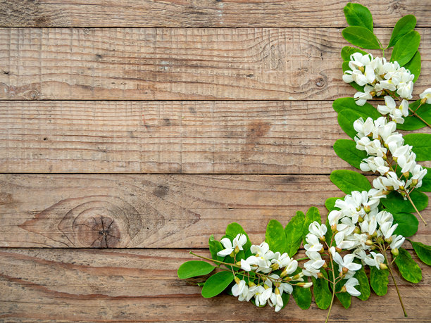框架制成的金合欢花和树叶在木制背景与复制空间图片下载