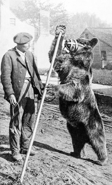 古董照片:跳舞的熊马丁图片下载