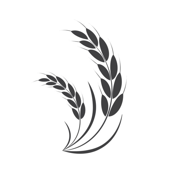 大米图标。小麦、黑麦、稻穗。大麦田谷物营养丰富。小麦谷物。矢量图图片下载