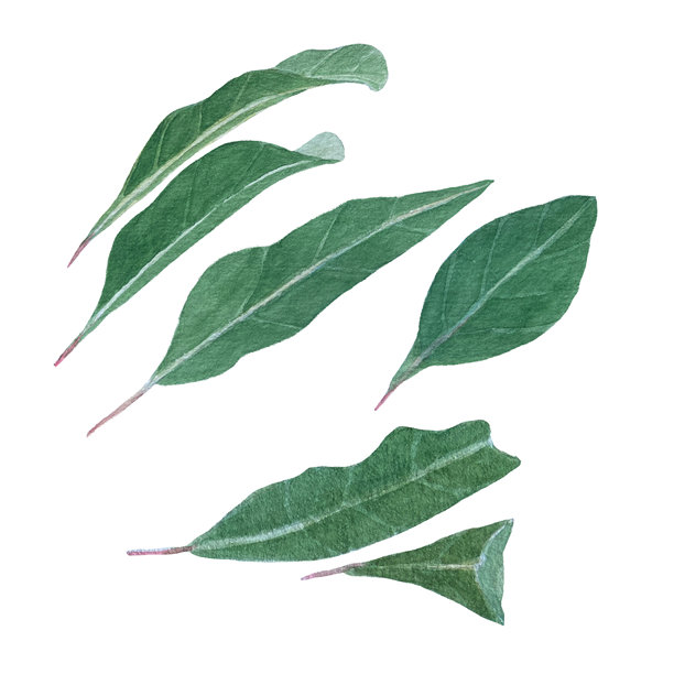 树枝上装饰着充满活力的绿叶和单个叶子水彩画集插图。这幅手绘艺术品展示了自然之美，非常适合植物设计、版画和装饰图片下载