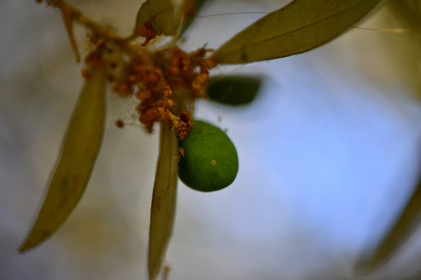绿橄榄和橄榄枝上的叶子图片下载
