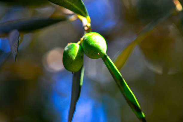 绿橄榄和橄榄枝上的叶子图片下载