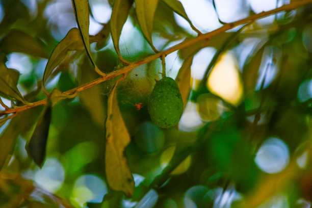 绿橄榄和橄榄枝上的叶子图片下载