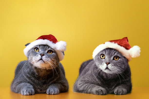 大眼睛圣诞老人猫英国短毛猫图片下载