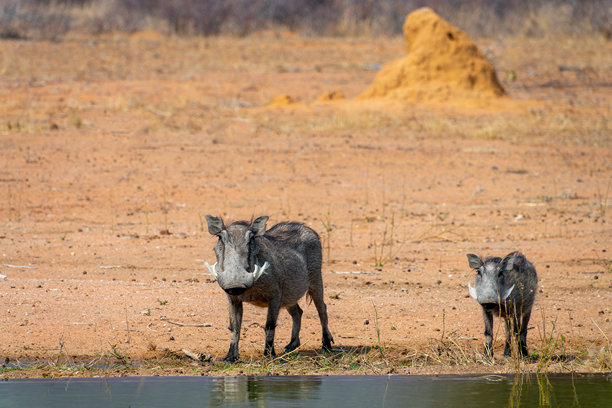 在非洲纳米比亚的野生动物狩猎活动中，疣猪妈妈和疣猪宝宝在水坑里的照片图片下载