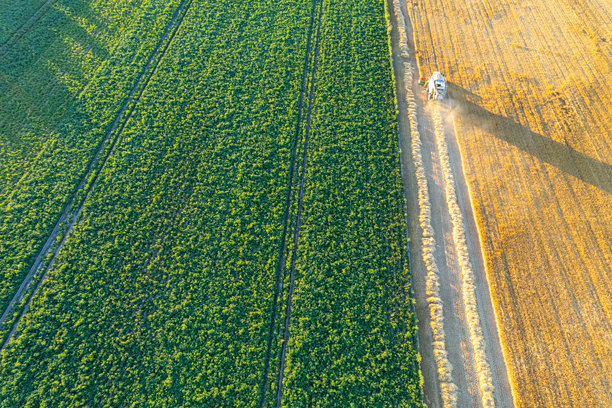 联合收割机在麦田旁边的马铃薯田，无人机鸟瞰图图片下载
