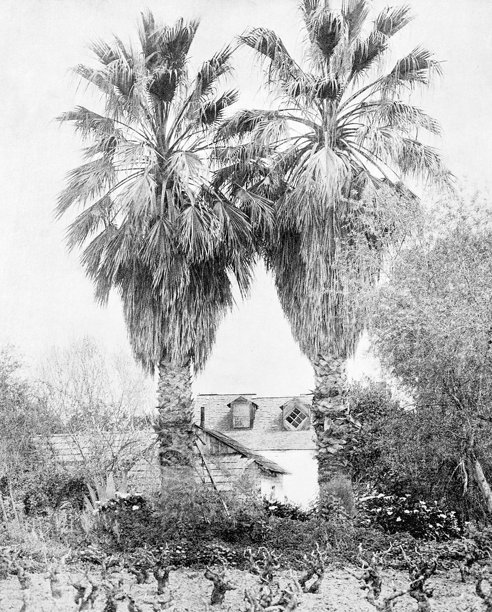 古董照片:棕榈树图片下载