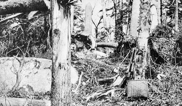 古董照片:缅因州的树林图片下载