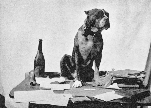 古董照片:狗滑稽肖像图片下载