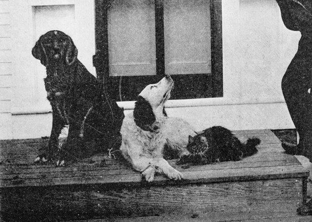 古董照片:狗滑稽肖像图片下载