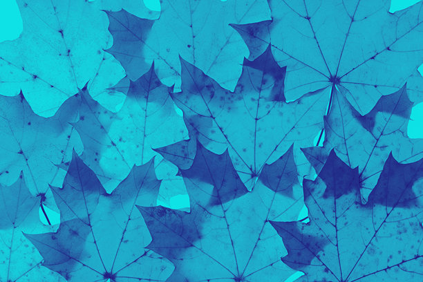 抽象的秋色图案从蓝绿色趋势色秋叶，俯视图自然照片，色调枫树叶作为自然的季节背景，叶纹理有机形状，渐变的颜色图片下载