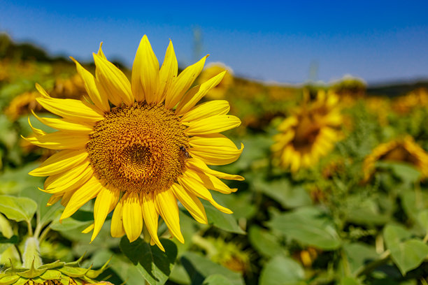 黄灿灿的向日葵映着布满云彩的天空。向日葵。黄金日落。向日葵特写镜头。农业产业。耕地照片。花图片图片下载