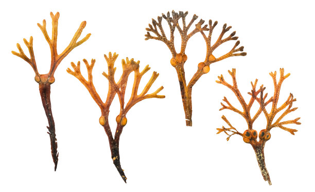 四片干燥压榨的海带叶子或植物被隔离在白色，剪出自然科学/植物标本馆，食物，自然资源，海洋，海滩或环境设计元素图片下载