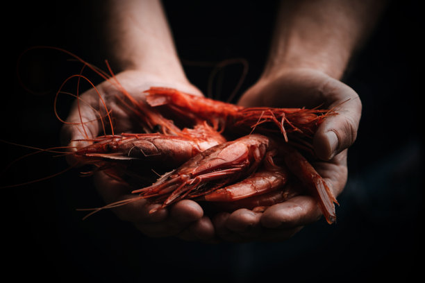 渔民手拿着新鲜的虾从马扎拉德尔瓦洛孤立的黑色背景近距离。图片下载
